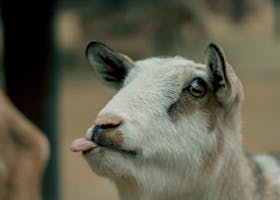 Charming goat with tongue out in a playful pose. Perfect for animal photography collections.