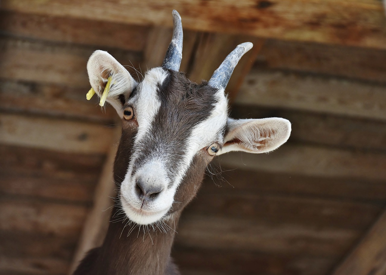 good-vibes goat, animal, livestock, domestic goat, mammal, nature, head, horns, closeup