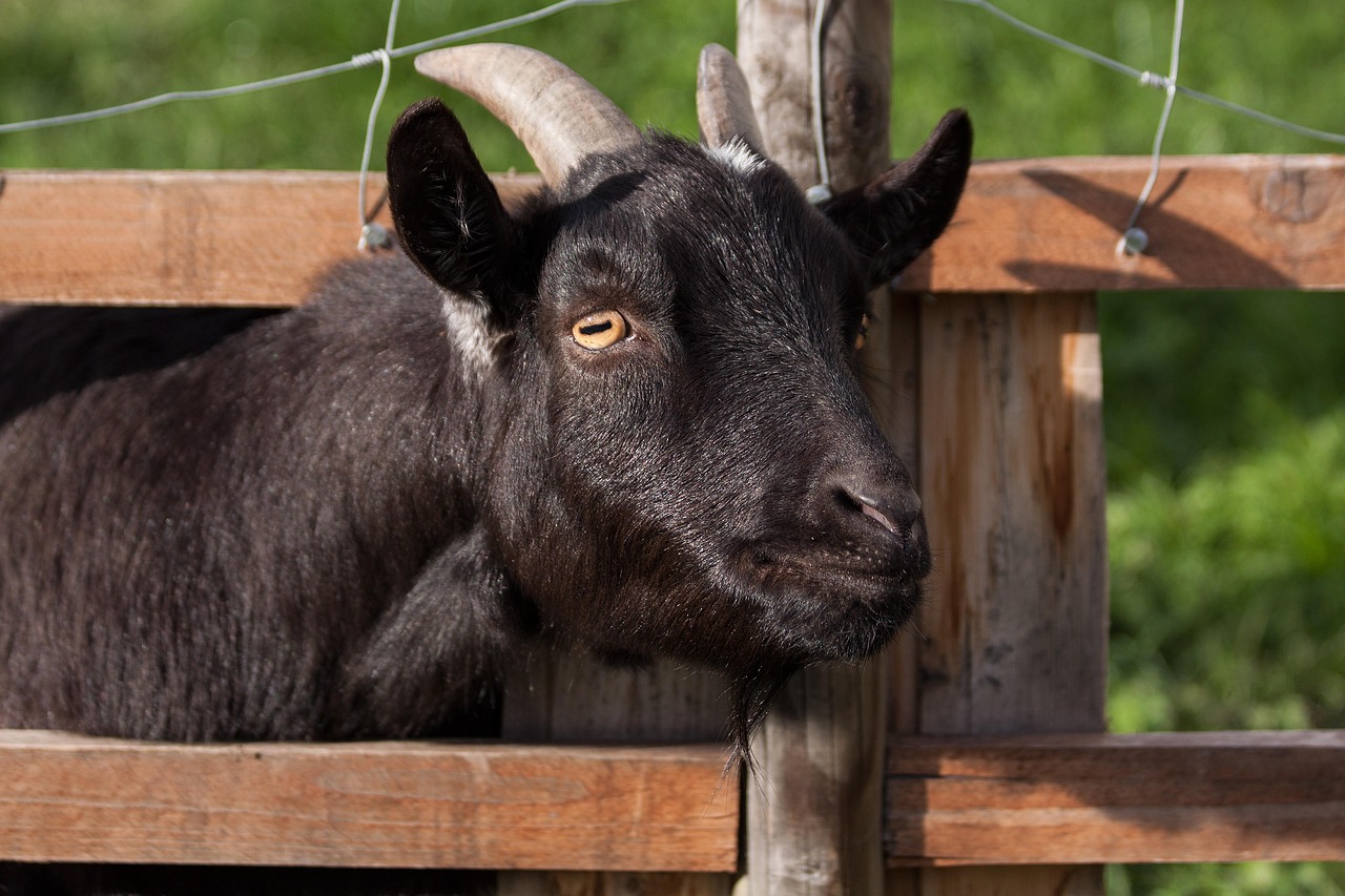 relax-atmosphere domestic goat, capra aegagrus hircus, goat, animal, desire, billy goat, black, horned, horns, goatee, creature, nature, farm animal, farm yard, fur, fence, curious