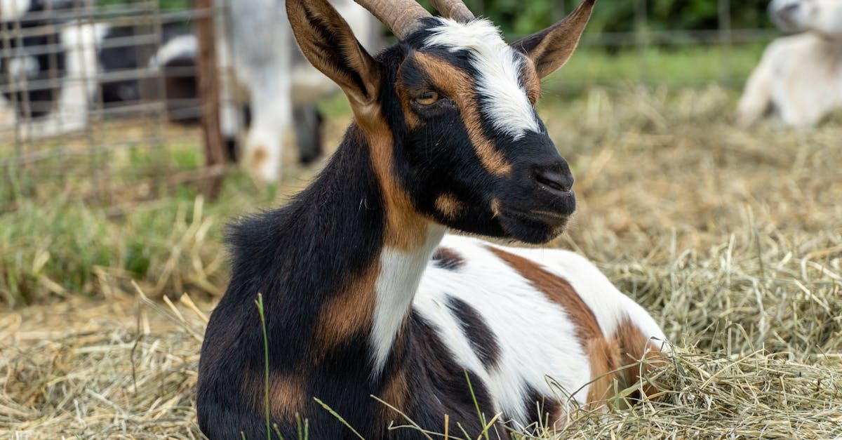 cozy-place A close-up view of a goat resting on hay with a peaceful expression, surrounded by a farm setting.